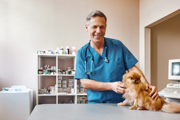 Working with animals. Positive middle aged vet stroking small and cute dog before making check up at veterinary clinic