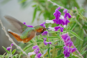 Magnificent hummingbird eating a Salvia leucantha flower