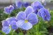 Close up of the blue-amethyst home garden viola with yellow core