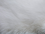 Fototapeta  - close up white cat fur plain background