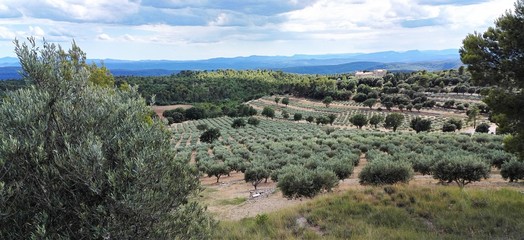 Oliveraies en Provence, sud de la France 