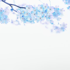 Wall Mural - Blue spring blossom on white background. Floral border. Springtime nature background