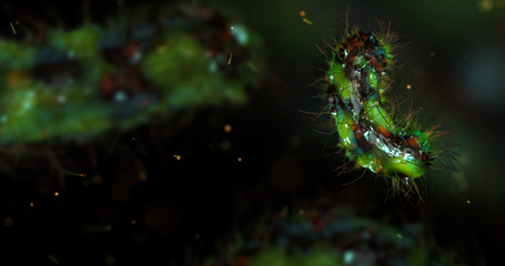Wall Mural - escherichia coli bacterium, e.coli, 3d render