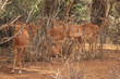 Impala antilopes Tsavo West Kenya