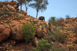 Elefant on a hill Tsavo West Kenya