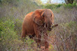 Elephant Tsavo West Kenya