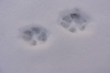 Marten Paw Prints In Snow