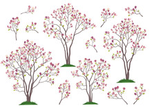 Set Spring Magnolia Trees And Branches With Pink Flowers And Green Leaves Isolated On White Background. Vector