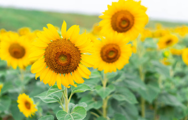 Wall Mural - closeup sunflower on the field, selective focus