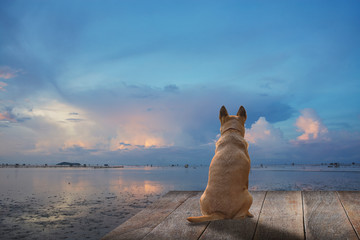 Light brown dog is waiting for the owner on wood bridge