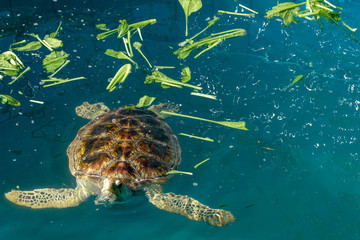  sea turtle eat vegetable in pool