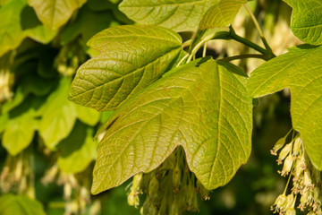 italian maple leaves in springtime