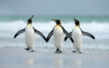 Wall Mural - king penguins coming from the ocean