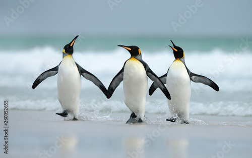 Fotografía King penguins coming from the ocean