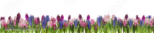 Naklejka - mata magnetyczna na lodówkę Beautiful spring hyacinth flowers isolated on white