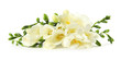 Bouquet of fresh freesia flowers isolated on white