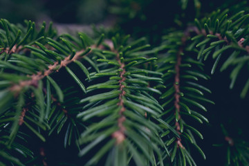 Fir tree brunch close up. Shallow focus. Fluffy fir tree brunch close up. Christmas wallpaper concept. Copy space.