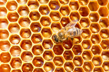 Bee Work On Honeycomb With Sweet Honey
