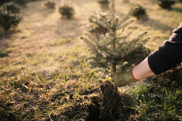 Worker plant a young tree in the garden. Small plantation for a christmas tree. Picea pungens and Abies nordmanniana. Spruce and fir.