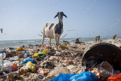 Cuadros en Lienzo coastal pollution in Senegal