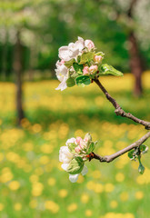 Wall Mural - Apple blossoms in spring on on natural blurred background. Beautiful apple tree branch against the background of a garden and blooming dandelion meadow. Elegant and beauty of spring season, copy space