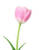 Fototapeta Tulipany - Fresh Spring Tulip Flower. Pink tulip with leaf isolated on a white background