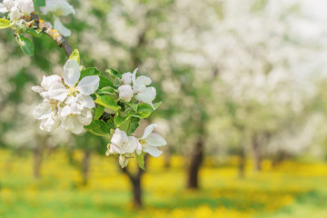 Wall Mural - Apple blossoms in spring on on natural blurred background. Beautiful apple tree branch against the background of a garden and a flowering meadow. Elegant and beauty of spring season, copy space