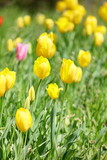Fototapeta Tulipany - 黄色いチューリップ