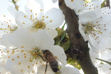 flower, spring, tree, blossom, white, nature, cherry, branch, bloom, plant, macro, flowers, blooming, green, beauty, flora, garden, beautiful, apple, magnolia, petal, 