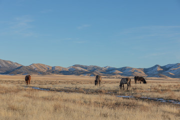 Wall Mural - Wild Horses in Utah in WEinter