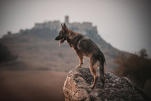 Shepherd Dog By Castle