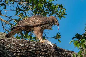 Wall Mural - Crested Serpent Eagle (Spilornis cheela) Eating a Black Headed Ibis, Yala National Park, Sri Lanka