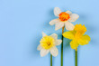 daffodil flowers on blue background with copy space