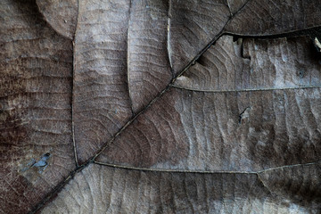  Dry autumn leaf close up. Abstract background with lines