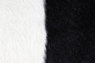 Closeup of black and white fur cow leather texture background. Macro of cow skin.