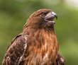 Red-tailed hawk vocalizing
