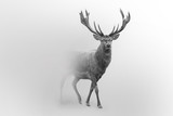 Fototapeta Zwierzęta - Deer nature wildlife animal walking proud out of the mist