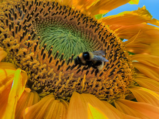 Wall Mural - flower with small insect