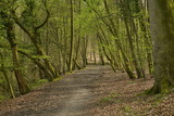 Fototapeta Dziecięca - Chemin traversant un bois composé surtout de hêtres au parc de Tervuren à l'est de Bruxelles