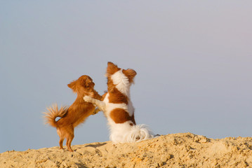 friendship concept of two small dogs chihuahua pets hugging each other standing on sand on blue sky with copyspace background embrace of love