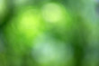 © photolink - Green bokeh background from nature forest out of focus