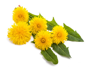 Canvas Print - dandelion