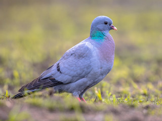 Sticker - Stock dove foraging in green grass