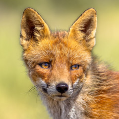 Poster - Red Fox portrait