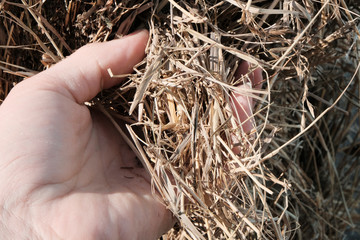 The woman is holding a hay, straw, stubble of the old grass. Procurement of feed for livestock or for sprinkling the beds.