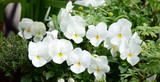 Fototapeta Kwiaty - Weiße Stiefmütterchen - Balkonbepflanzung im Frühling