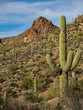 Saguaro Cactus Landscape, Arizona