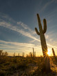 Saguaro Cactus Landscape Sunset, Arizona