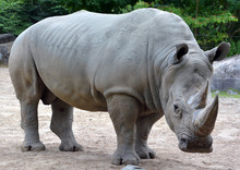 The White Rhinoceros Or Square-lipped Rhinoceros Is The Largest Extant Species Of Rhinoceros.  It Has A Wide Mouth Used For Grazing And Is The Most Social Of All Rhino Species