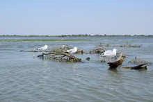 Mediterranean Seagull On A Branch At Fortuna Lake (Lacul Furtuna). Danube Delta, Romania.